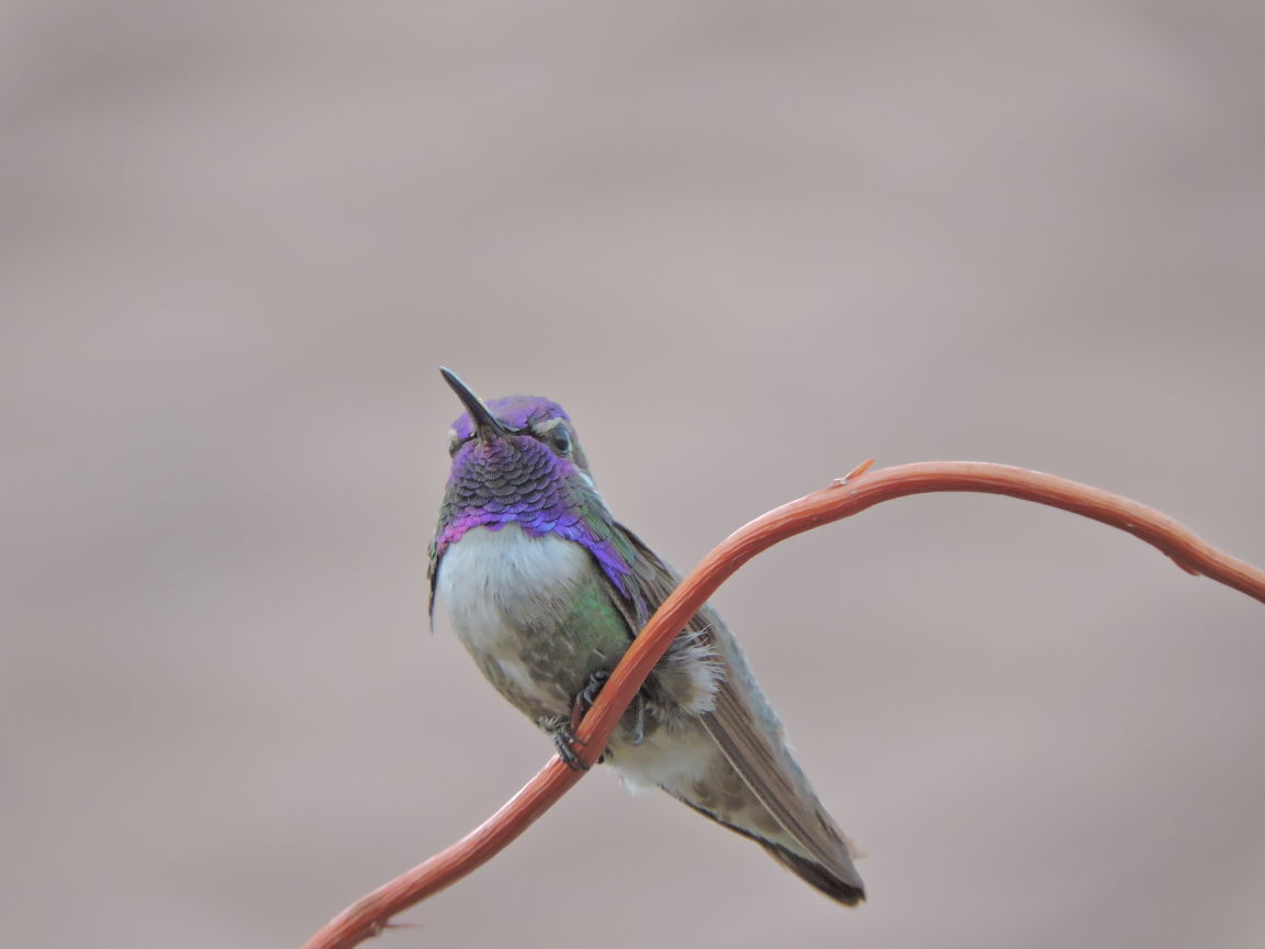 Hummingbirds